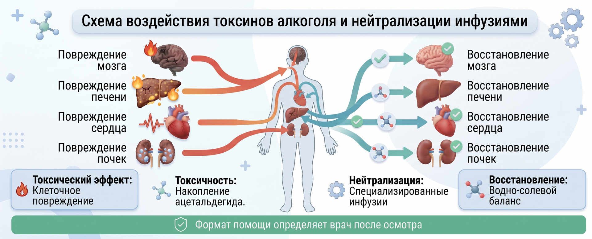 Схема воздействия токсинов алкоголя и нейтрализации инфузиями с демонстрацией повреждения и восстановления органов: мозга, печени, сердца и почек